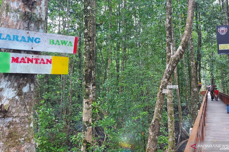 "Dilarang bawa mantan" di ekowisata mangrove Pomako Mimika