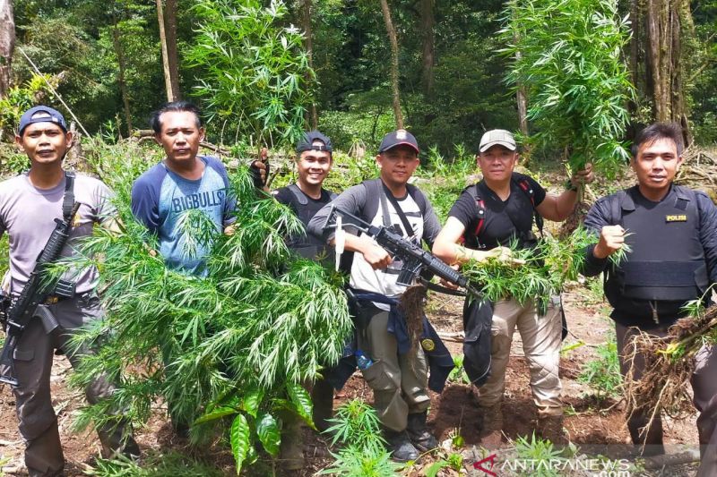 Polisi cari pemilik ladang ganja 1,5 hektare di Rejang Lebong