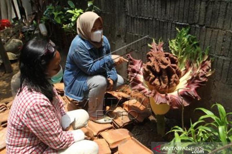 Bunga Bangkai Tumbuh Di Perkarangan Warga