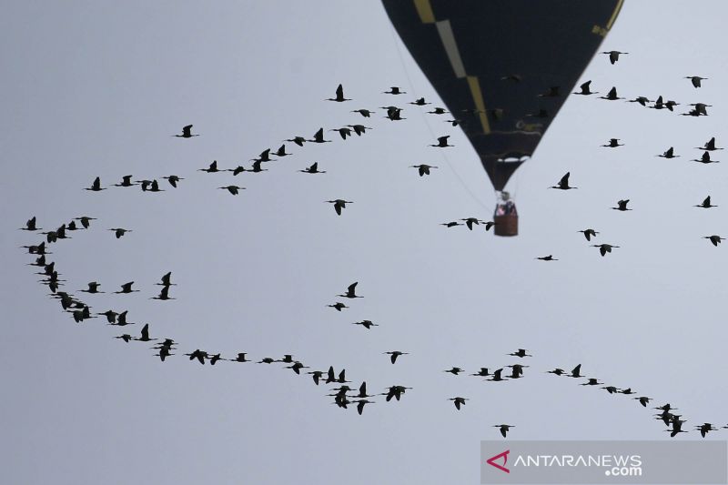 Kejuaraan balon udara di Brazil