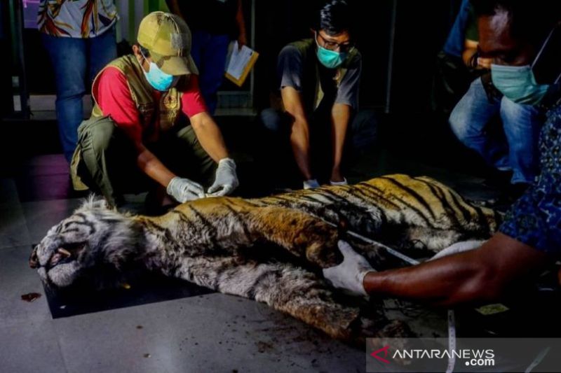 BBKSDA: Harimau mati di Bengkalis-Riau akibat luka dan depresi