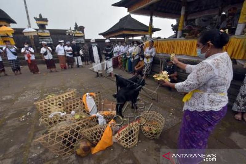 Ritual Penyucian Hewan Kurban Di Bali