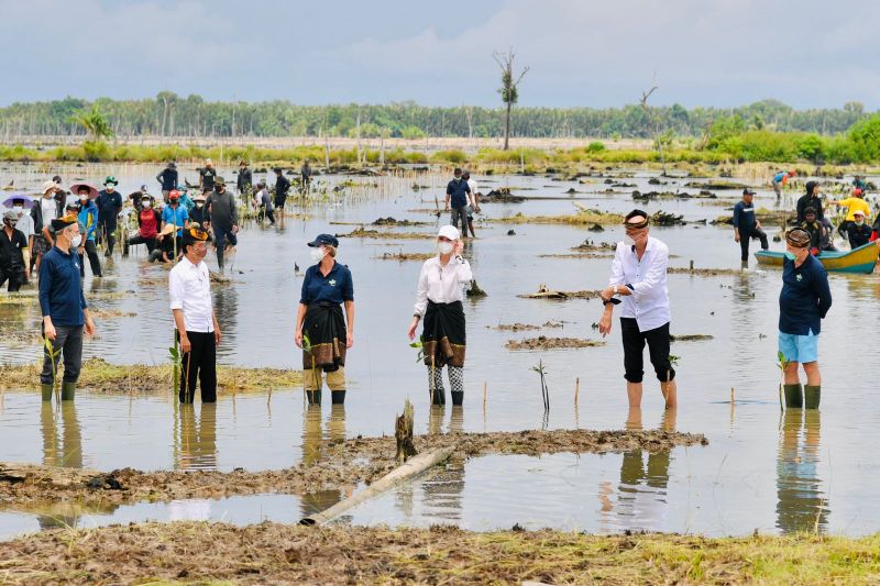 Presiden Jokowi tanam mangrove bersama para dubes di Tana Tidung