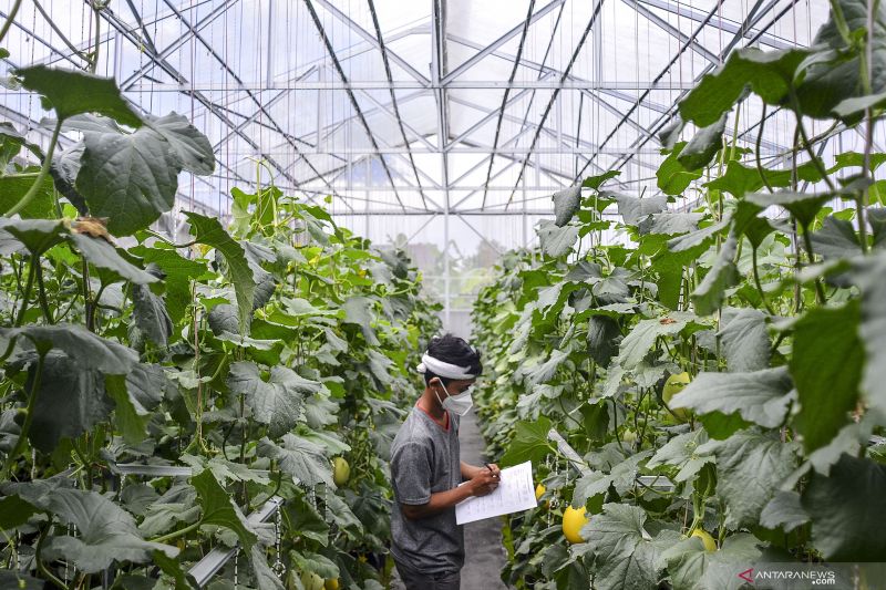 Cultivating melons for millennial farmers