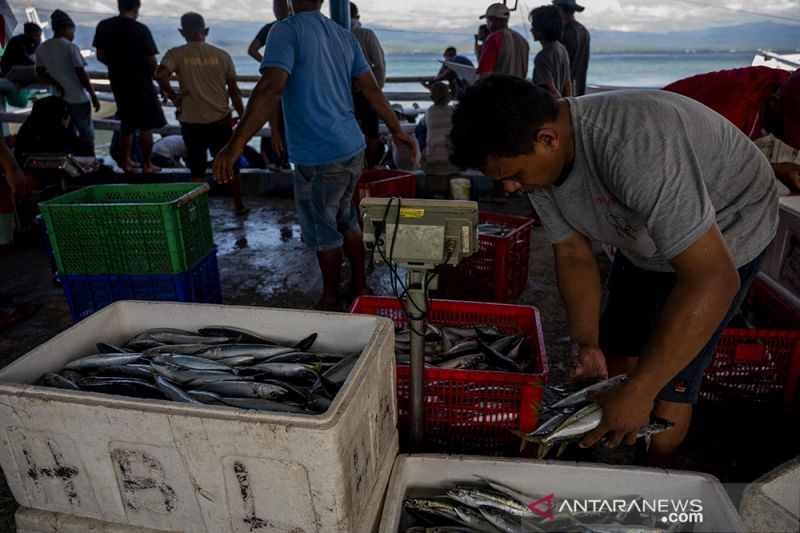 Hasil Tangkapan nelayan Donggala Melimpah