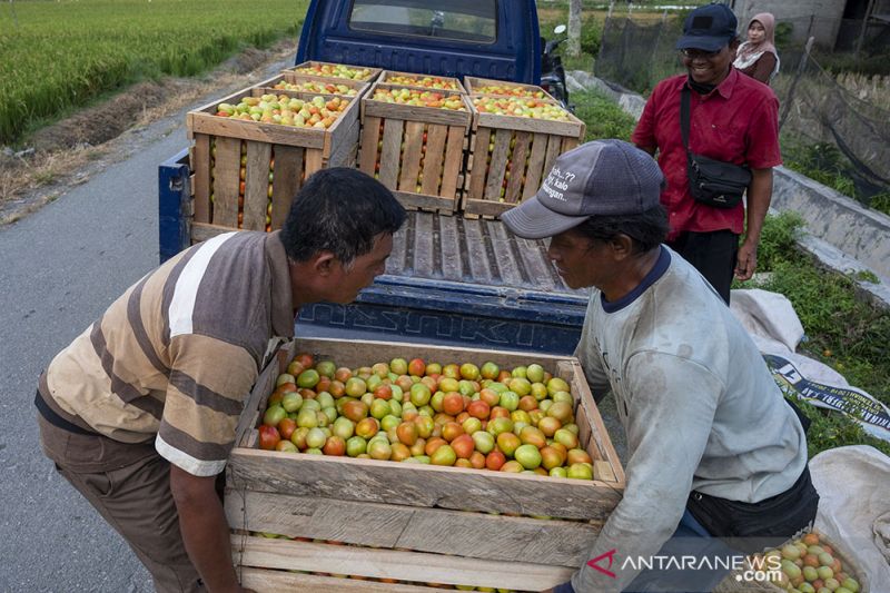 Harga Tomat di Tignkat Petani Anjlok Lagi