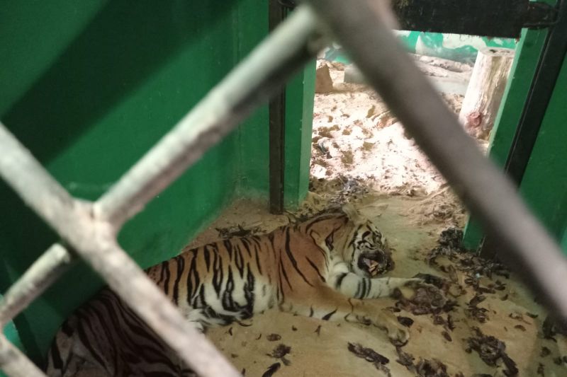Kondisi harimau sumatera jalani rehabilitasi di BKSDA Jambi membaik
