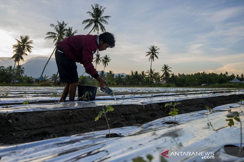 Petani Mengaku Kesulitan Dapatkan Pupuk Urea Subsidi