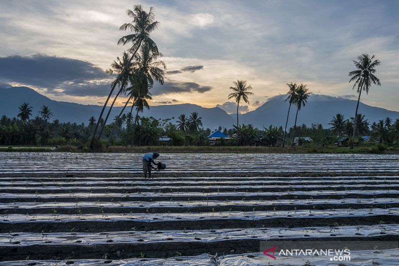 Petani Mengaku Kesulitan Dapatkan Pupuk Urea Subsidi