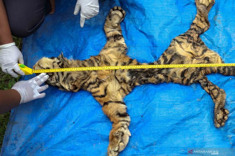 Kasus perdagangan kulit Harimau Sumatera