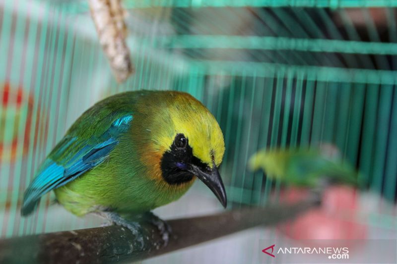BBKSDA Riau amankan 39 ekor burung dilindungi