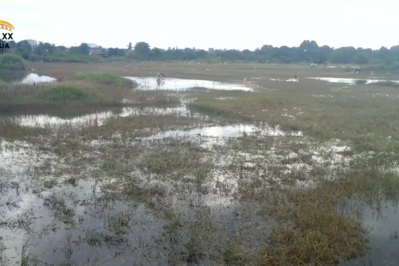 Banjir rendam sawah, petani bisa ajukan permintaan bibit