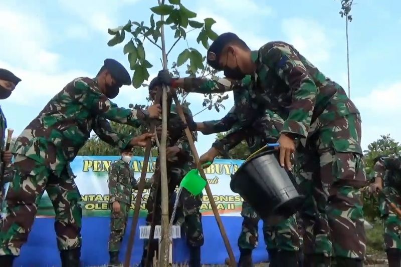 Prajurit TNI AL percantik Markas Koarmada II dengan pohon Tabebuya 