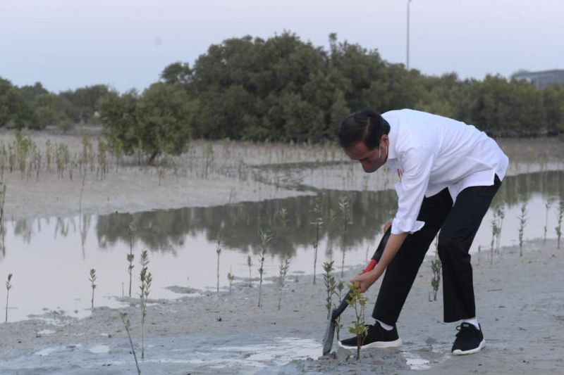 Presiden Jokowi tanam mangrove di Abu Dhabi