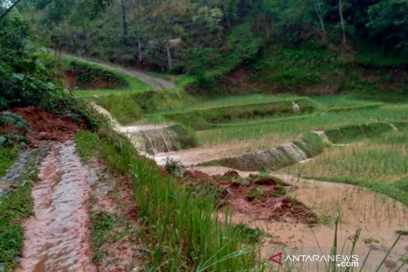 BPBD: Puluhan hektare sawah di dua kecamatan Cianjur terendam banjir