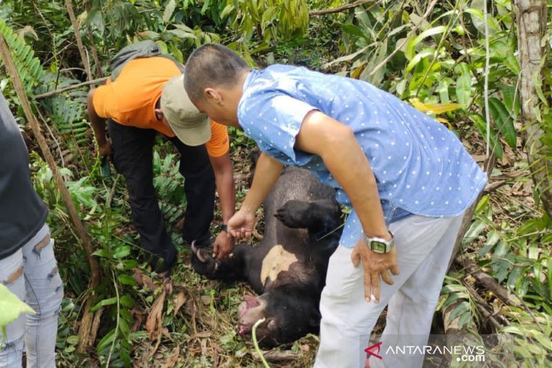 Kelompok tani madu temukan beruang mati terjerat tali di Siak Riau