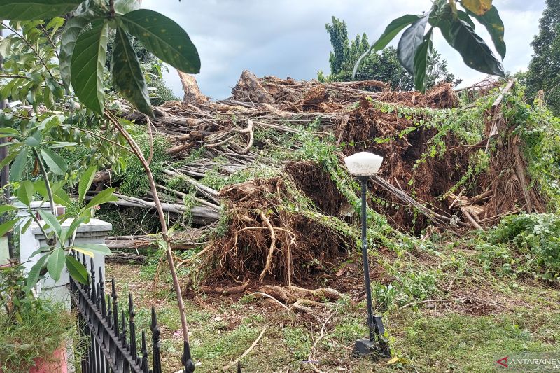 Evakuasi pohon tumbang di Otista Raya ditargetkan rampung empat hari