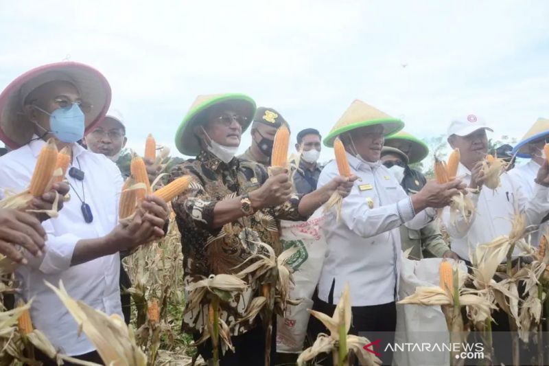 Wakil Ketua MPR dukung Bengkulu Selatan jadi lumbung jagung nasional