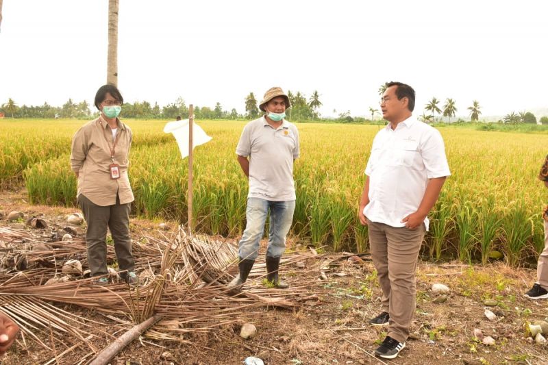 Kementan genjot produksi beras di Papua lewat kemandirian benih