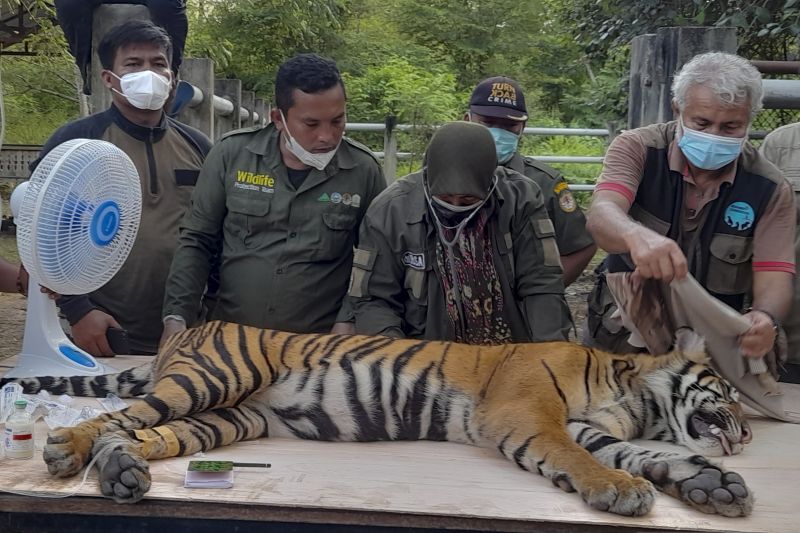 Pemeriksaan kesehatan harimau Sumatera