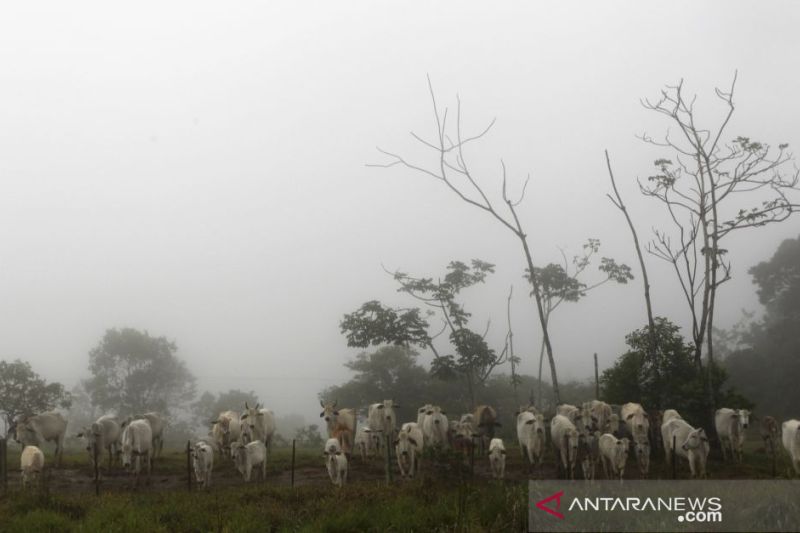 Brazil selidiki dugaan penyakit sapi gila pada manusia