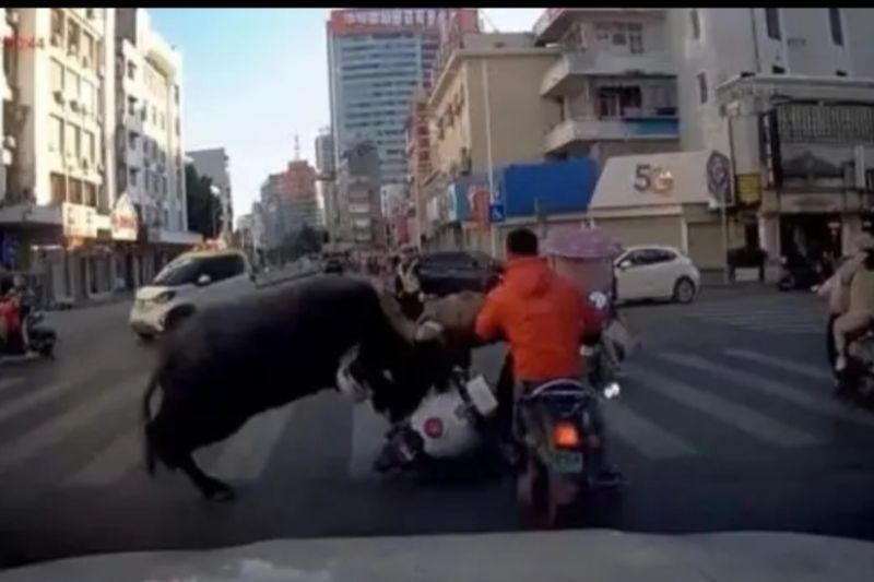 Sejumlah pengguna jalan di China terpaksa dilarikan ke RS akibat amukan kerbau