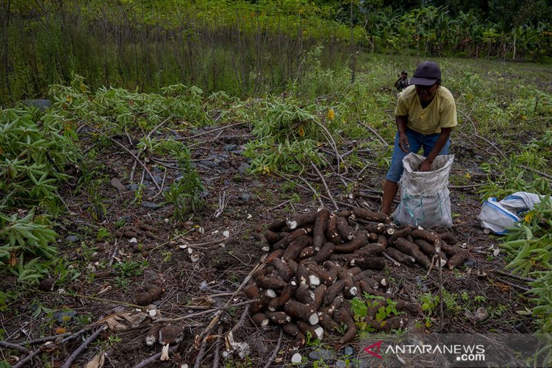 Diversifikasi Pangan Nonberas