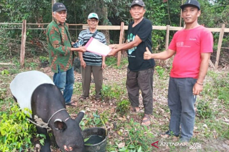Tapir terluka di Kuantan Singing diselamatkan tim BBKSDA Riau