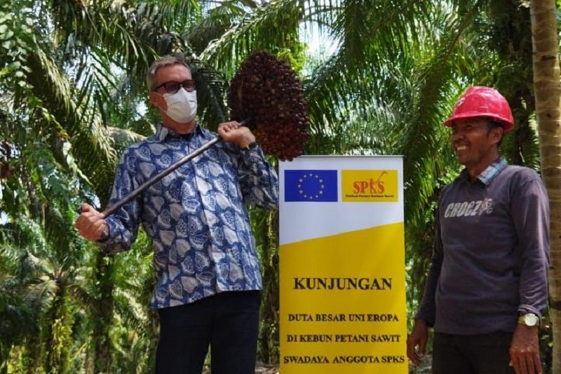 Dubes Uni Eropa kunjungi petani sawit rakyat di Riau