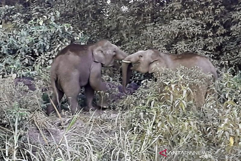Perusahaan HTI jaga populasi gajah sumatera di areal konsesi