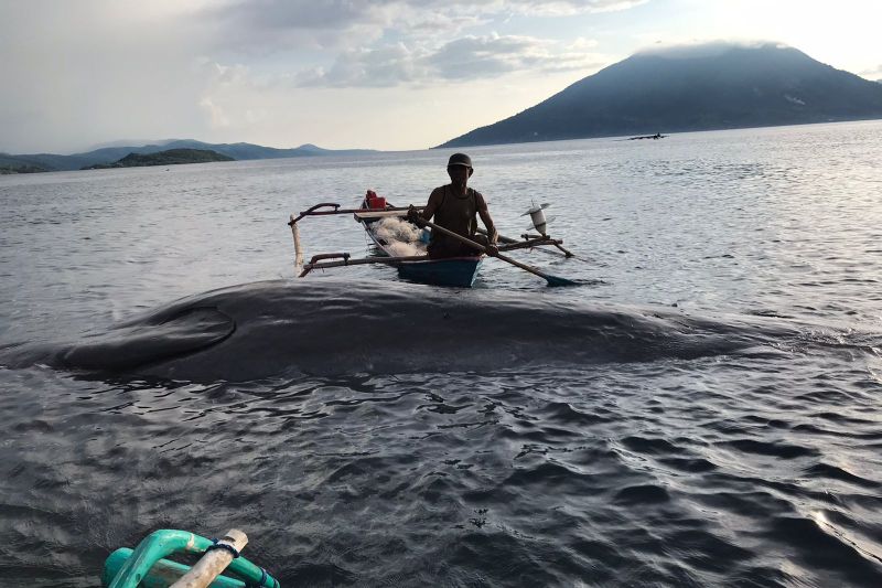 Satu ekor paus sperma terdampar di pantai Alor