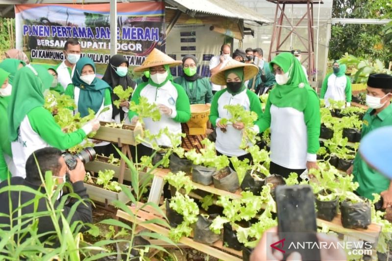 Bupati Bogor resmikan Kampung Herbal di Gunungputri