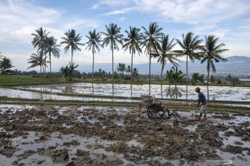 Waspada dampak La Nina di sektor pertanian