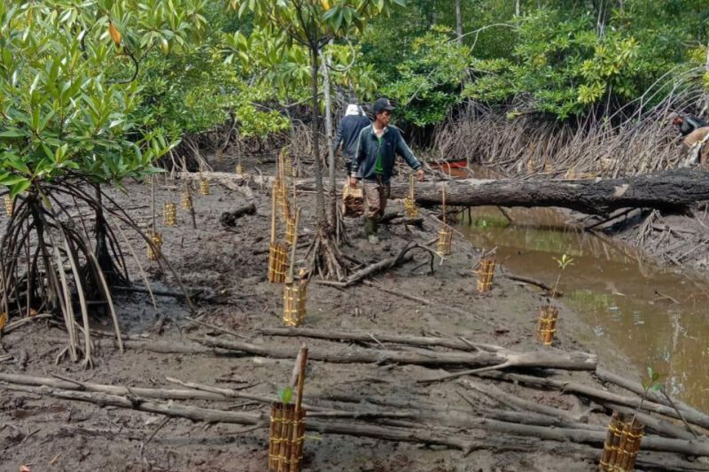 BRGM peringati Hari Menanam Pohon Indonesia dengan penanaman mangrove