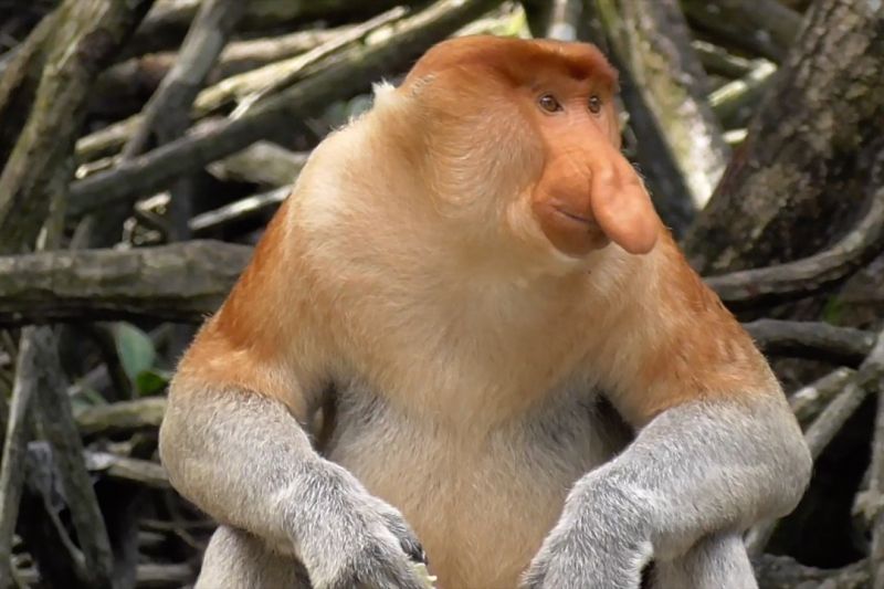menengok-kerajaan-bekantan-di-kalimantan-utara Menengok kerajaan bekantan di Kalimantan Utara thumbnail