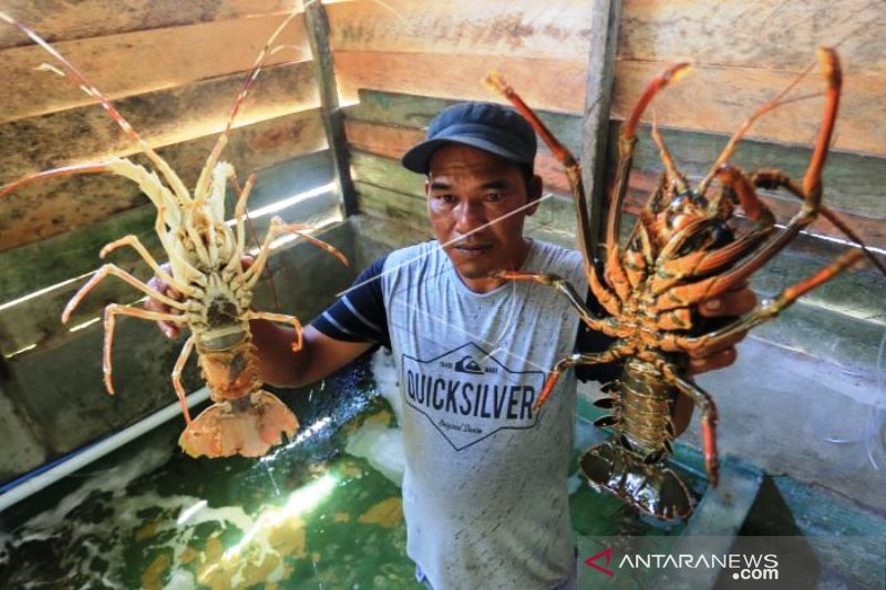 Permintaan Lobster Meningkat