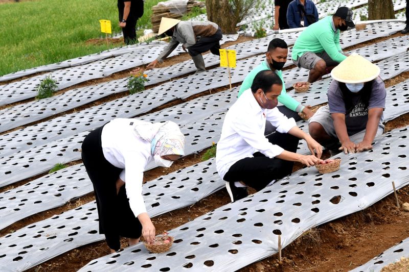 Presiden Jokowi harap produktivitas bawang di lumbung pangan meningkat