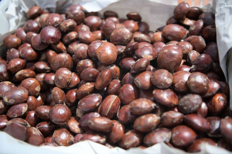 7-cara-memasak-jengkol-dengan-benar-agar-tidak-bau-dan-empuk