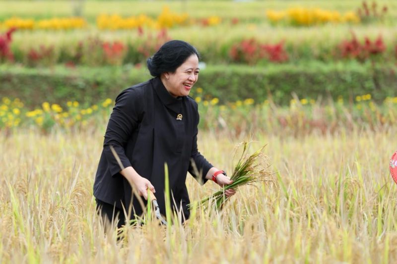 Puan Maharani dijadwalkan kunjungi pengungsian Semeru di Pronojiwo