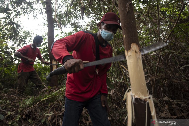 E-Radikasi Tanaman Akasia Di Kawasan Taman Nasional Berbak Sembilang