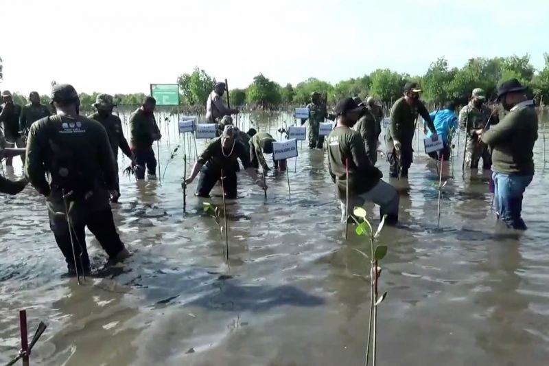 Pemerintah Kota Langsa galakkan penanaman pohon