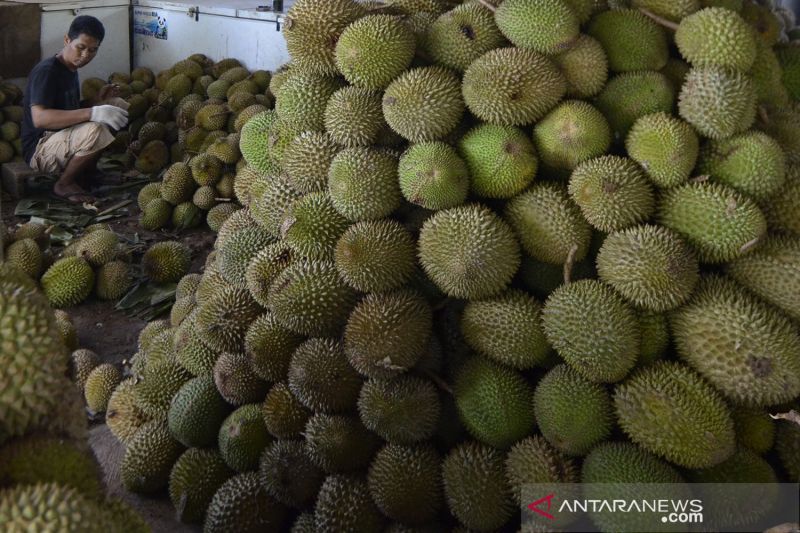 2022 musim durian Musim Durian