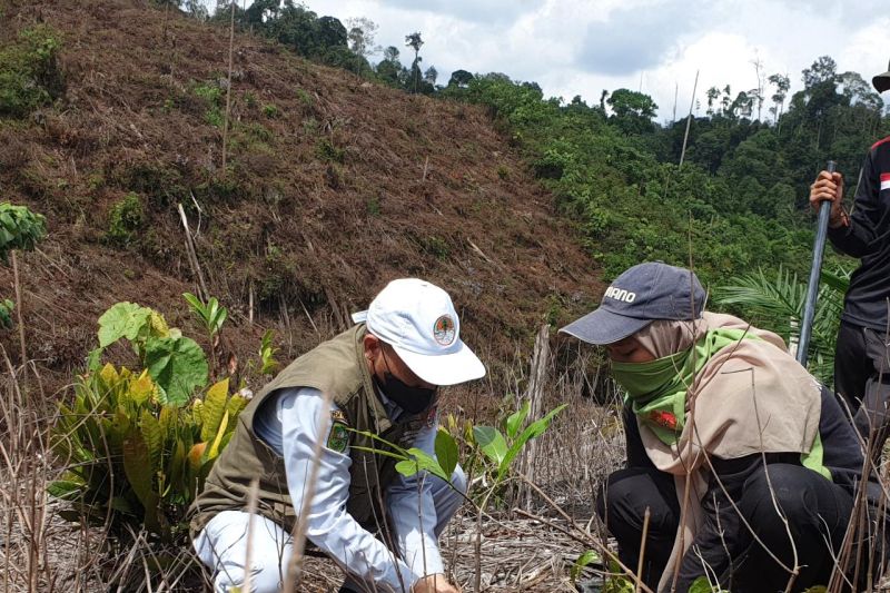 PTPN V gandeng mahaaiswa reboisasi Hutan Lindung Bukit Suligi
