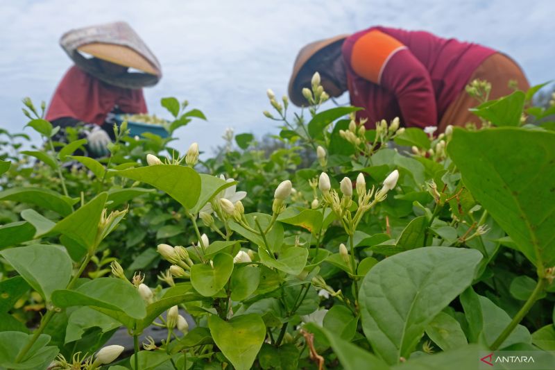 jenis-tanaman-hias-beraroma-harum-cocok-untuk-menghiasi-rumah-anda