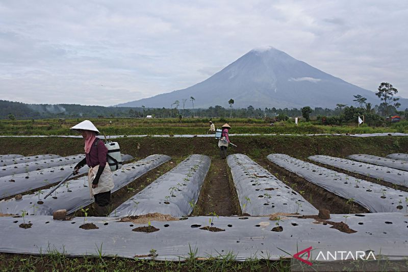 Petani di lereng Semeru mulai garap lahan kembali ANTARA