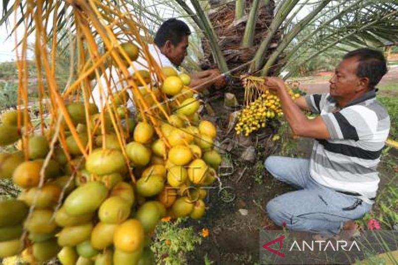 Panen Buah Kurma Muda