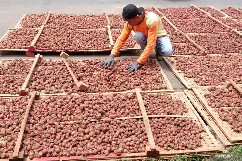 Pakar pertanian meyakini bawang merah tak perlu impor