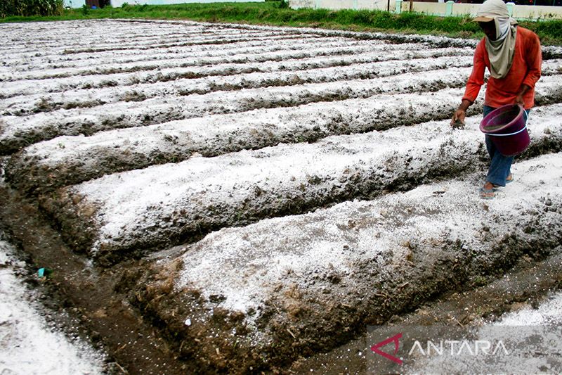 Kesuburan tanah berperan menjaga kehidupan