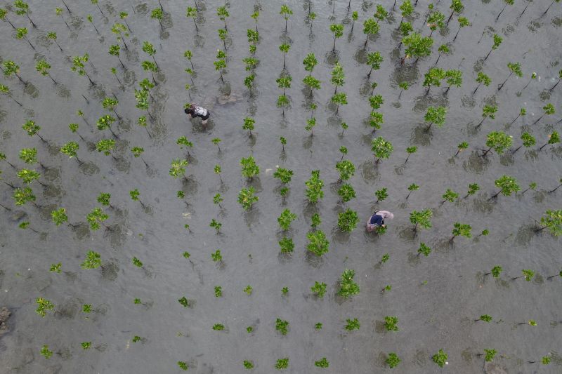 Perawatan Mangrove