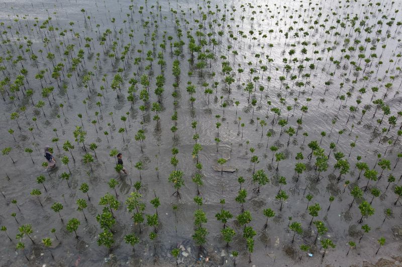 Perawatan Mangrove